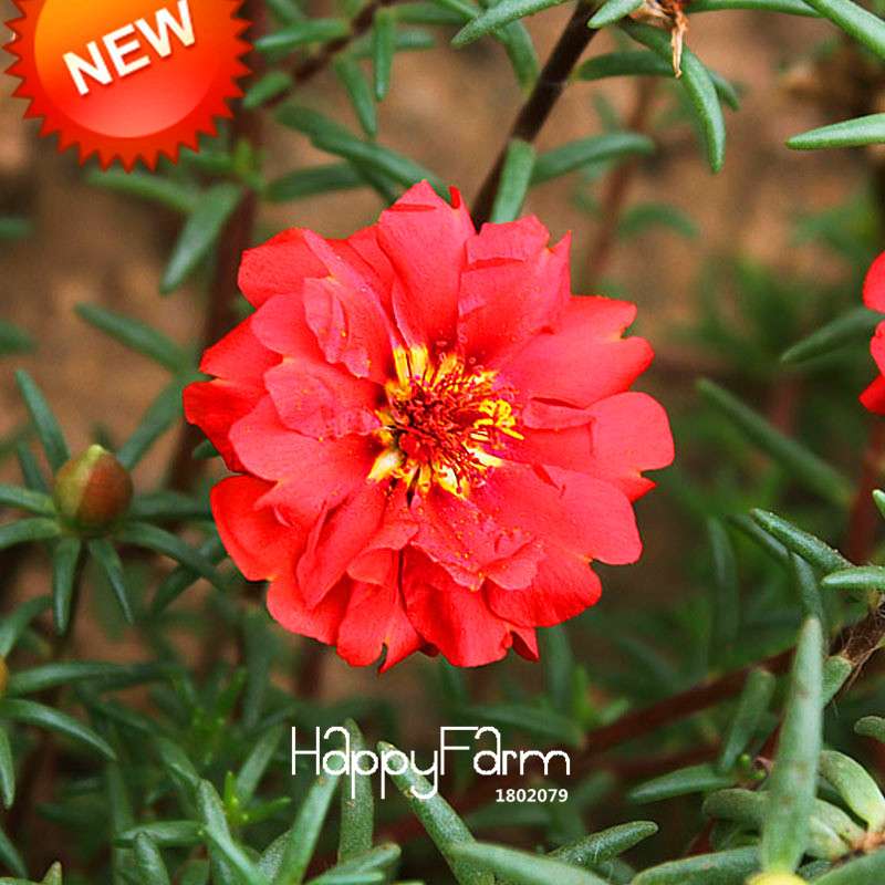 Red Portulaca Seeds - Balcony Potted Flowers, Purslane Scutellaria Barbata, Easy-Grow Plant Seeds