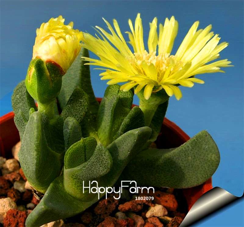 Celestial Cactus Seeds - Potted Succulent Plants for Home, Office & Anti-Radiation - Easy to Grow