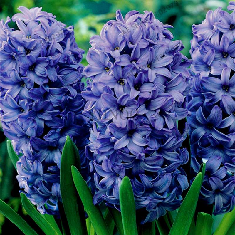 Hyacinth Seeds for Planting - Easy-Grow Potted Bonsai Flowers, Indoor/Outdoor Garden