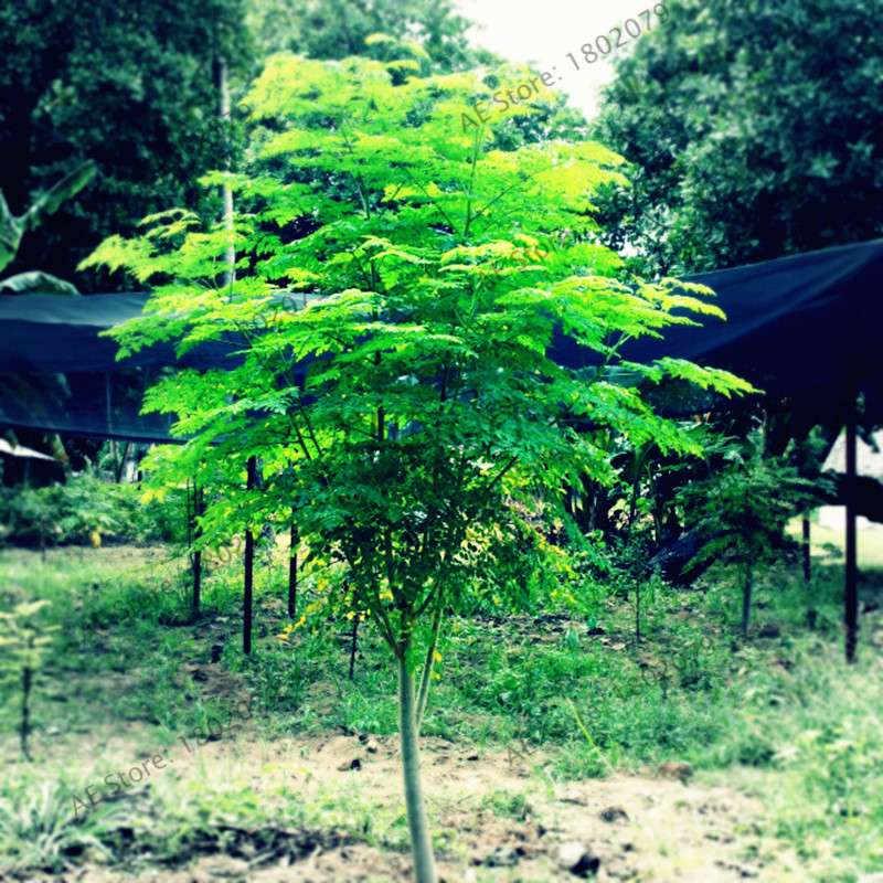Moringa Seeds for Planting - Organic Moringa Oleifera Tree, Edible Drumstick Bonsai for Home Garden