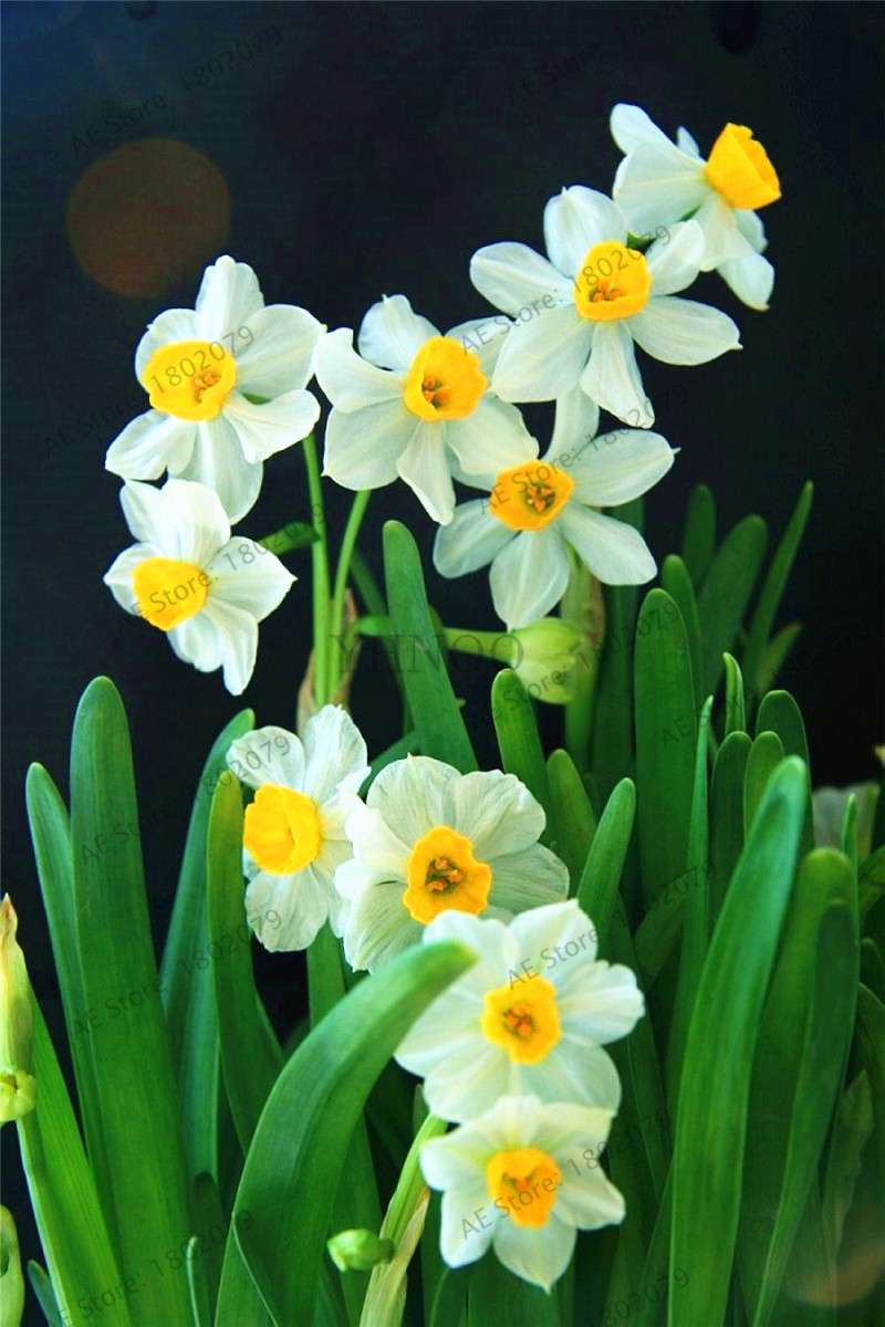 Double Petal Daffodil Bonsai Seeds - Aquatic Plant Seeds for Home Garden Planting