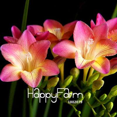 Freesia Seeds - Fragrant, Colorful Flowers for Your Garden | Easy to Grow