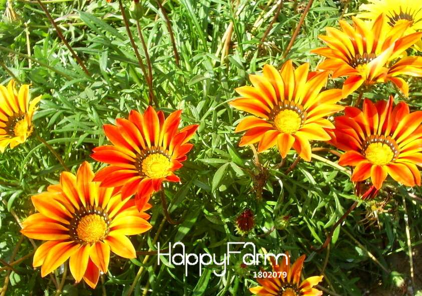 Vibrant Gazania Flower Seeds - Multicolor Mix for Stunning Blooms | Easy to Grow