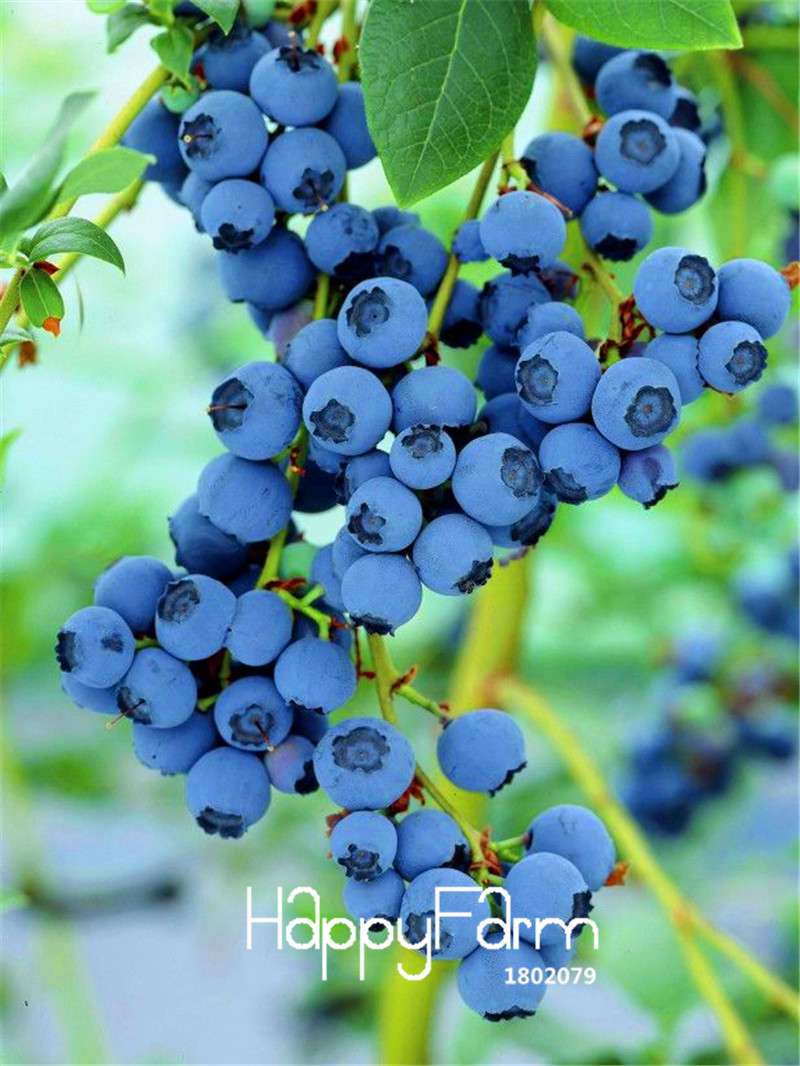 Blueberry Seeds for Planting - Grow Delicious Blueberry Fruit Trees at Home, Indoor/Outdoor Bonsai