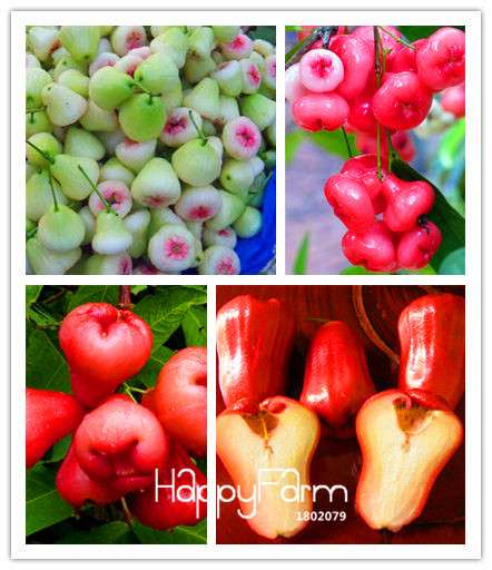 Rare Rose Apple Seeds for Planting - Easy Grow, Home Garden Fruit Seeds