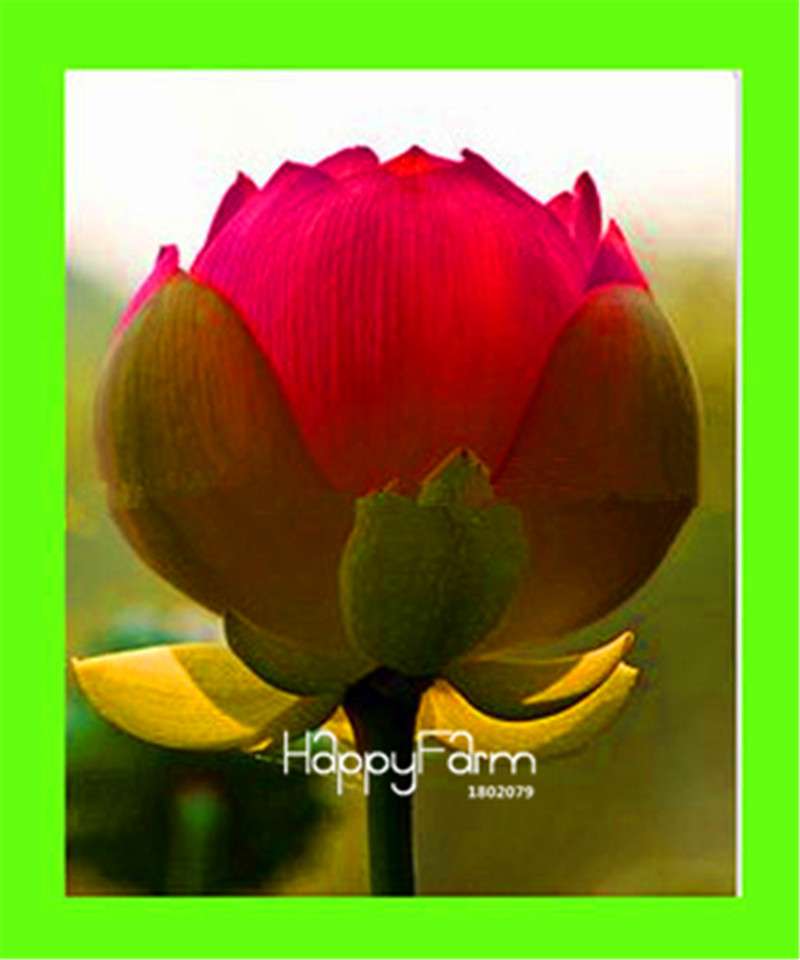Dutch Tulip Flower Seeds - Potted Bonsai for Home & Garden Planting