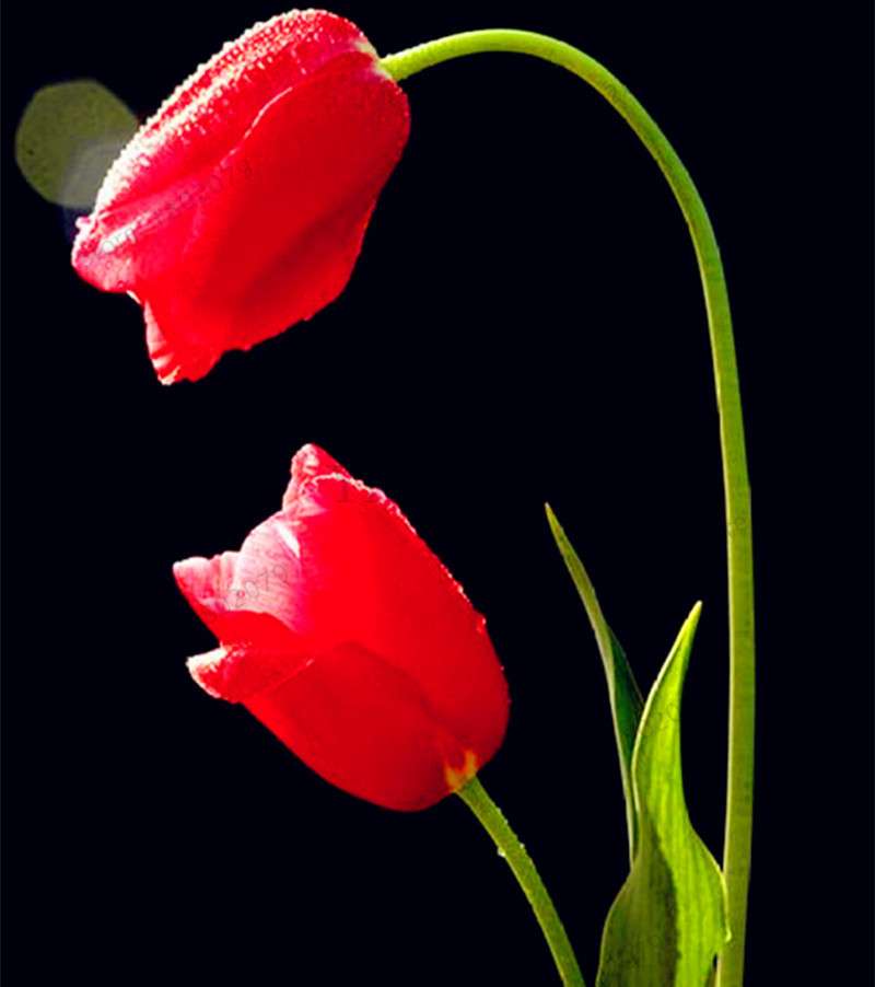 Rare Tulip Seeds - Beautiful Perennial Bonsai Flowers for Home & Garden Planting