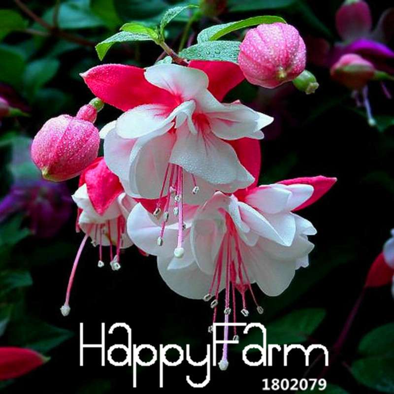 9 Vibrant Fuchsia Perennial Flower Seeds - DIY Potted Bell Flowers, Easy to Grow