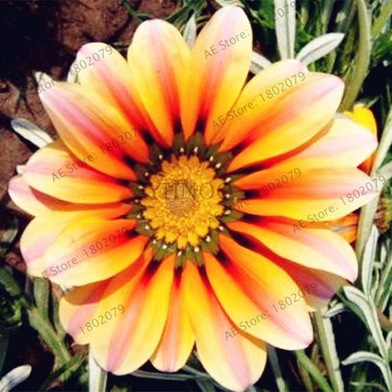 Mixed Color Gazania Rigens Seeds - Vibrant Flower Seeds for Home & Garden, Indoor/Outdoor Planting