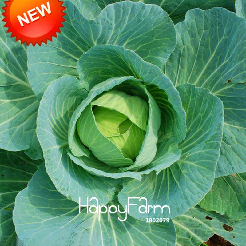 Giant Russian Cabbage Seeds - Rare, Nutrient-Rich for Home Gardening