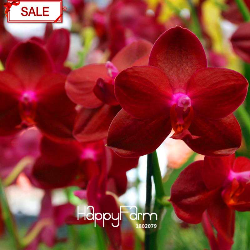 Crimson Phlaenopsis Orchid Seeds - Perennial Flowering Plant for Pots, Stunning Home & Garden Decor