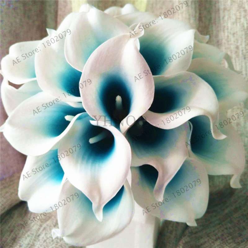 Rare Mixed Color Calla Lily Seeds - Beautiful Bonsai Flowers for Home Garden & Backyard Planting