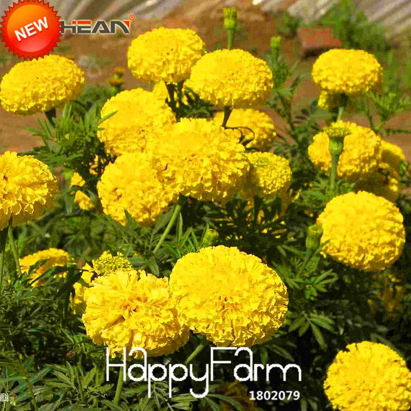Yellow Petals Maidenhair Flower Seeds - Premium Garden Chrysanthemum & Marigold Bonsai Seeds for Planting