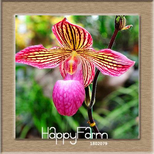 18 Color Orchid Seeds - Cypripedium & Paphiopedilum Bonsai Flower Seeds, Exotic Home Garden Planting