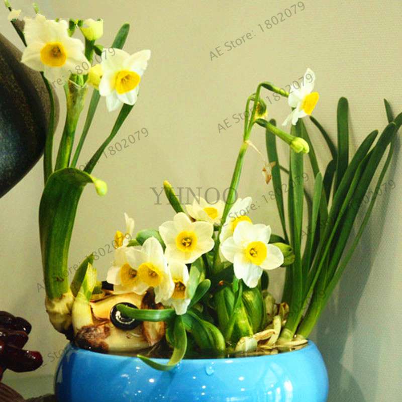 Double Petal Daffodil Bonsai Seeds - Aquatic Plant Seeds for Home Garden Planting