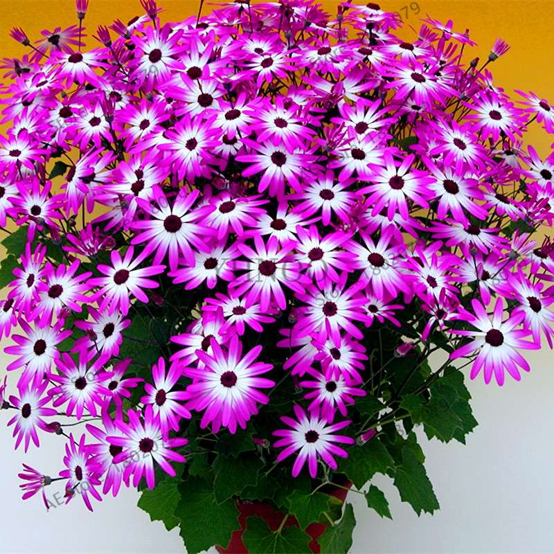 Cineraria Flower Seeds - 23 Colorful Bonsai Varieties for Home & Garden DIY Planting
