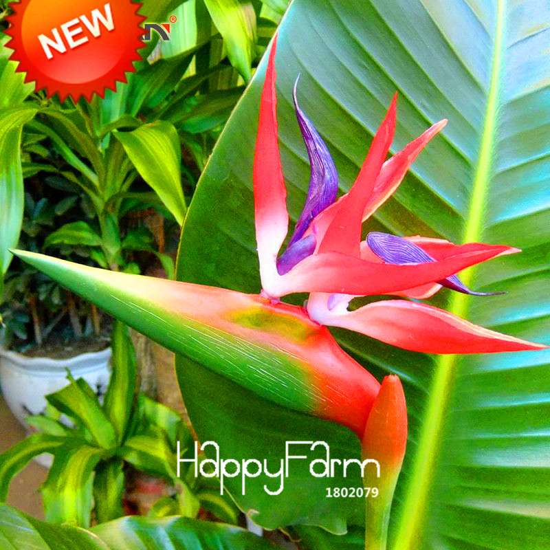 Bird of Paradise Seeds (Strelitzia) - | Exotic Perennial Flower Seeds for Garden