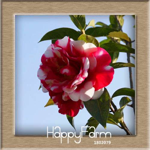 24-Color Camellia Seeds Kit - for Potted Plants, Bonsai & Garden Flowers | Fast-Growing & Vibrant Blooms