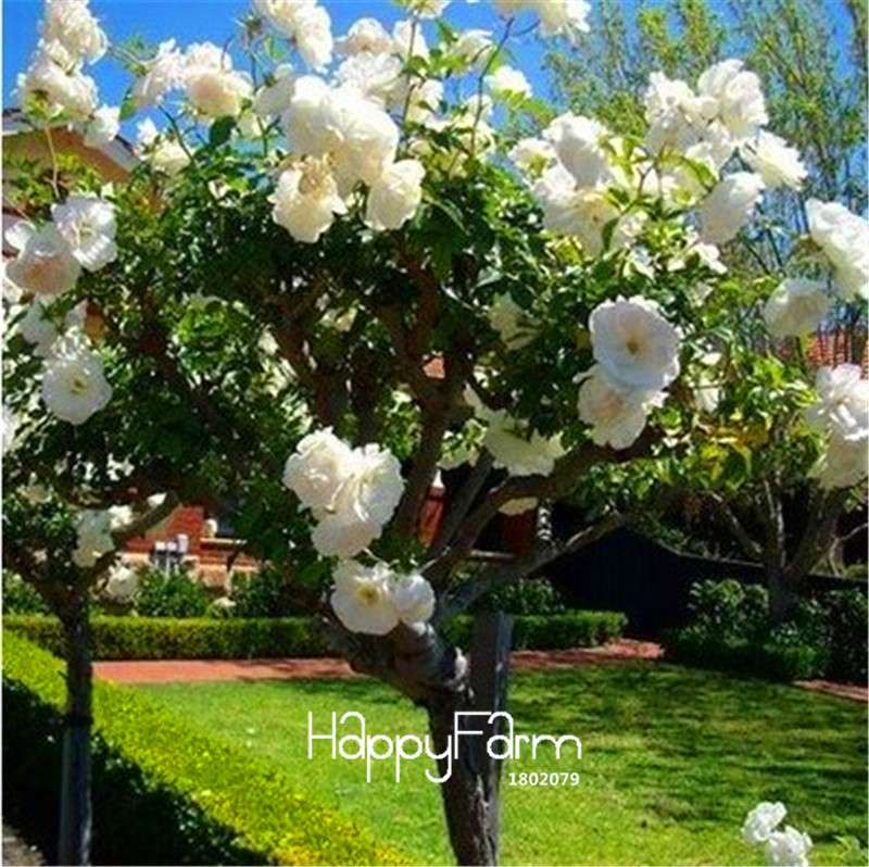 Rare Rosa Chinensis Seeds - Fresh Dendroidal Rose Tree Seeds for Planting, Exotic Flower Garden