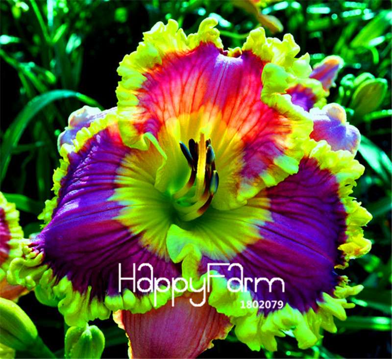 Hybrid Daylily Seeds - Colorful Hemerocallis Lily for Home Garden & Bonsai | Fast-Growing Flower Seeds