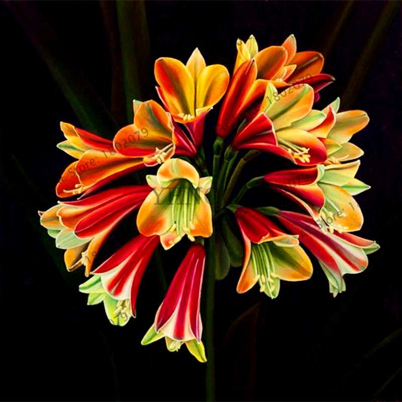 Chinese Clivia Seeds - Exotic Bonsai Flower for Home & Garden | Fast-Growing, Beautiful Blooms