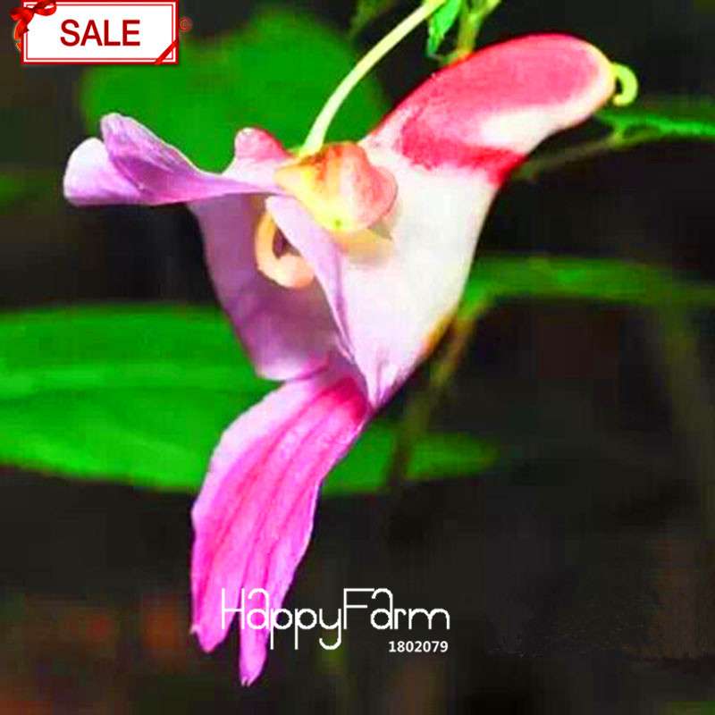 Rare Parrot Orchid Seeds - Exotic High-Grade Bonsai Flower for Home Garden