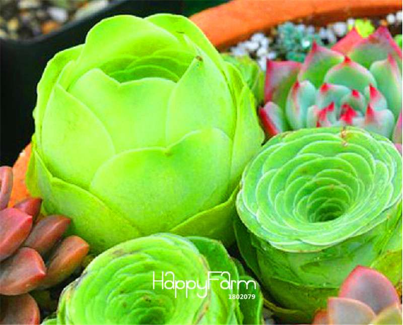Rare Sempervivum Succulent Seeds Mix - Perfect for Home Garden & Indoor Planting | Fast-Growing, Easy Care Flowers