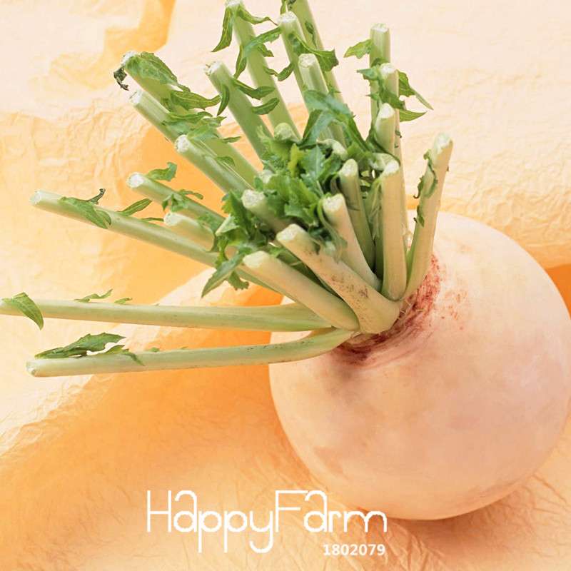 White Cherry Belle Radish Seeds - Non-GMO, Fast-Growing Vegetable Seeds for Home Garden Planting