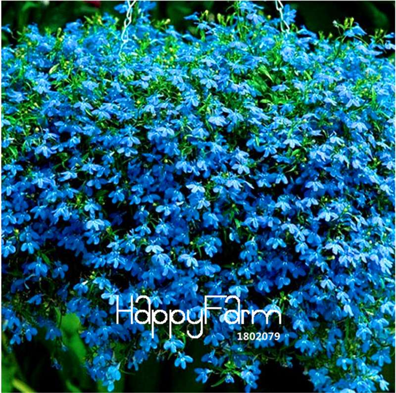 Blue Carpet Lobelia Seeds - Easy to Grow, DIY Home Garden & Flower Decoration
