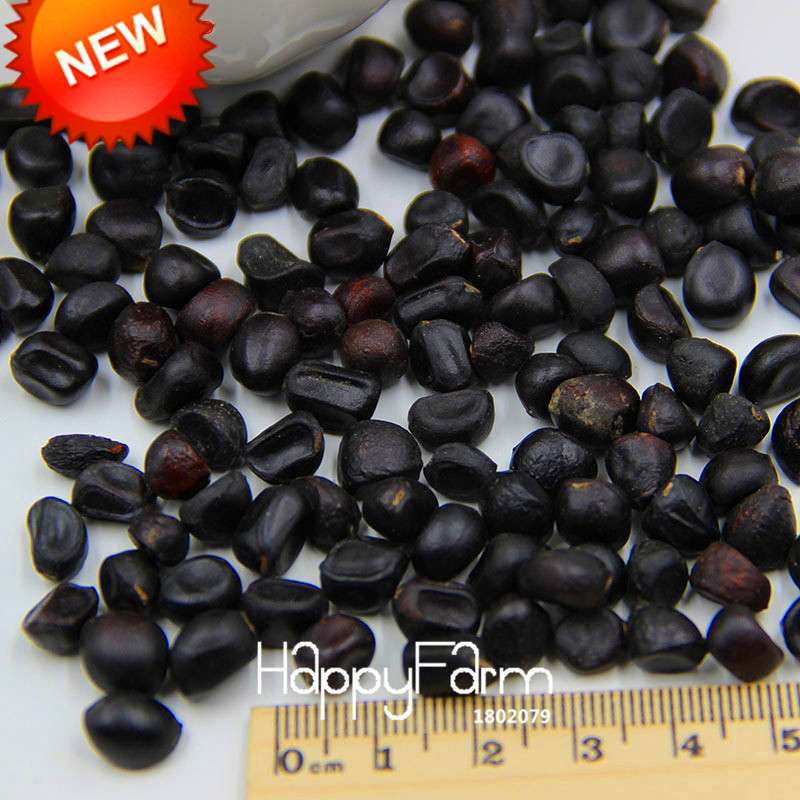 25-Color Chinese Peony Seeds - Grow Stunning Bonsai & Potted Flowers| Authentic & Easy to Plant