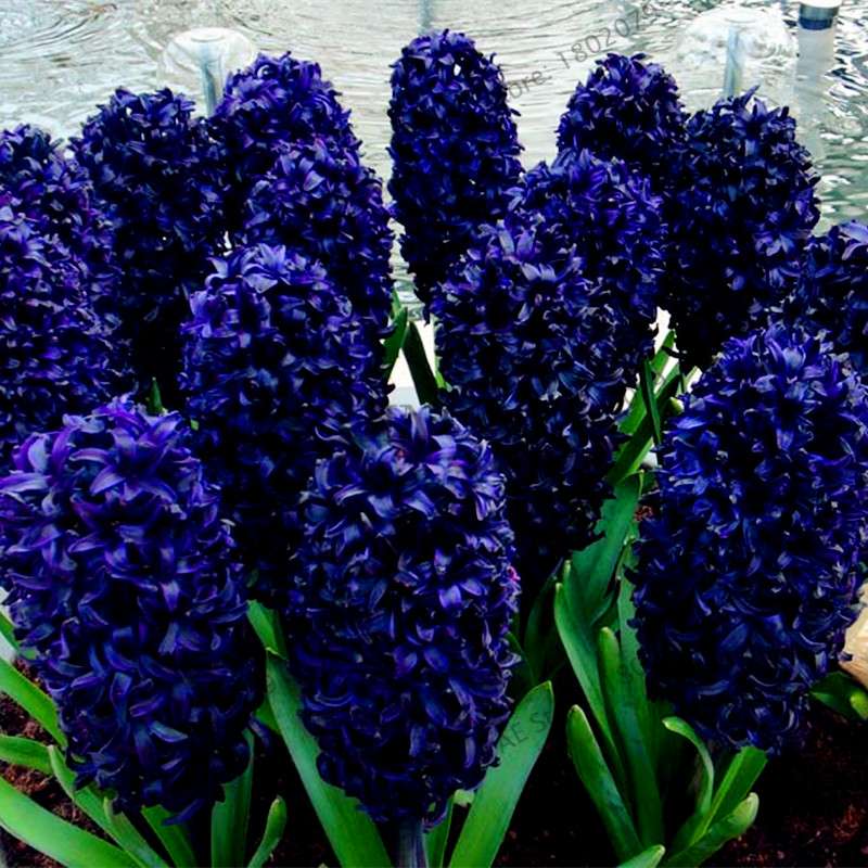 Hyacinth Seeds for Planting - Fragrant Potted Bonsai Flowers, Home Garden Blooming Bulbs