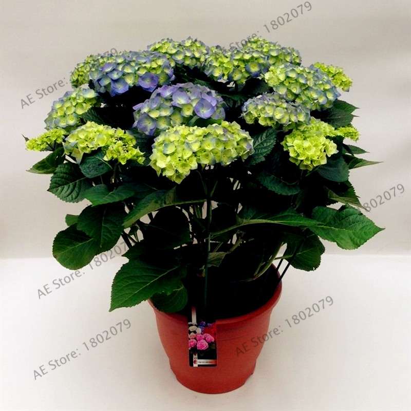Hydrangea Bonsai Seeds - Perennial Wedding Flowers for Home & Garden - Easy to Grow