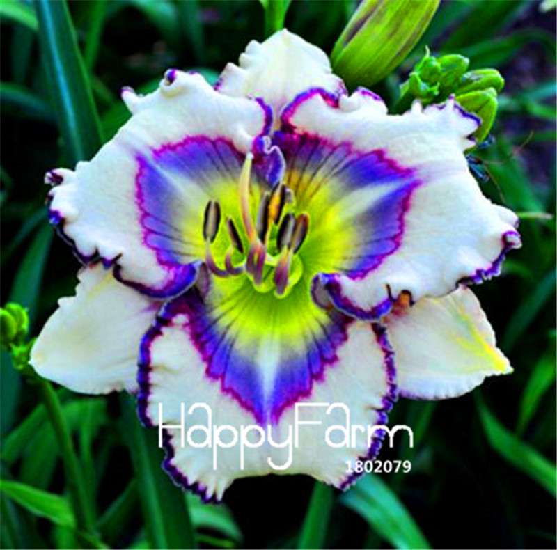Hybrid Daylily Seeds - Colorful Hemerocallis Lily for Home Garden & Bonsai | Fast-Growing Flower Seeds