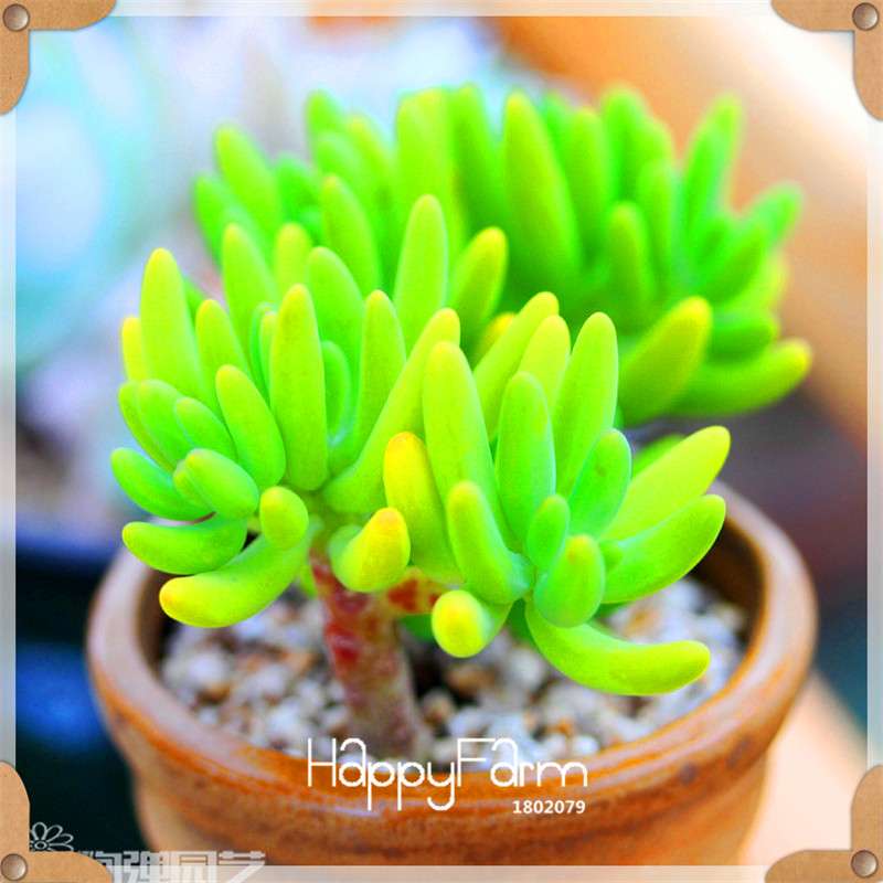 99 Varieties Lithops Seeds - Succulent & Bonsai Plants for Office, Home Garden - Easy to Grow