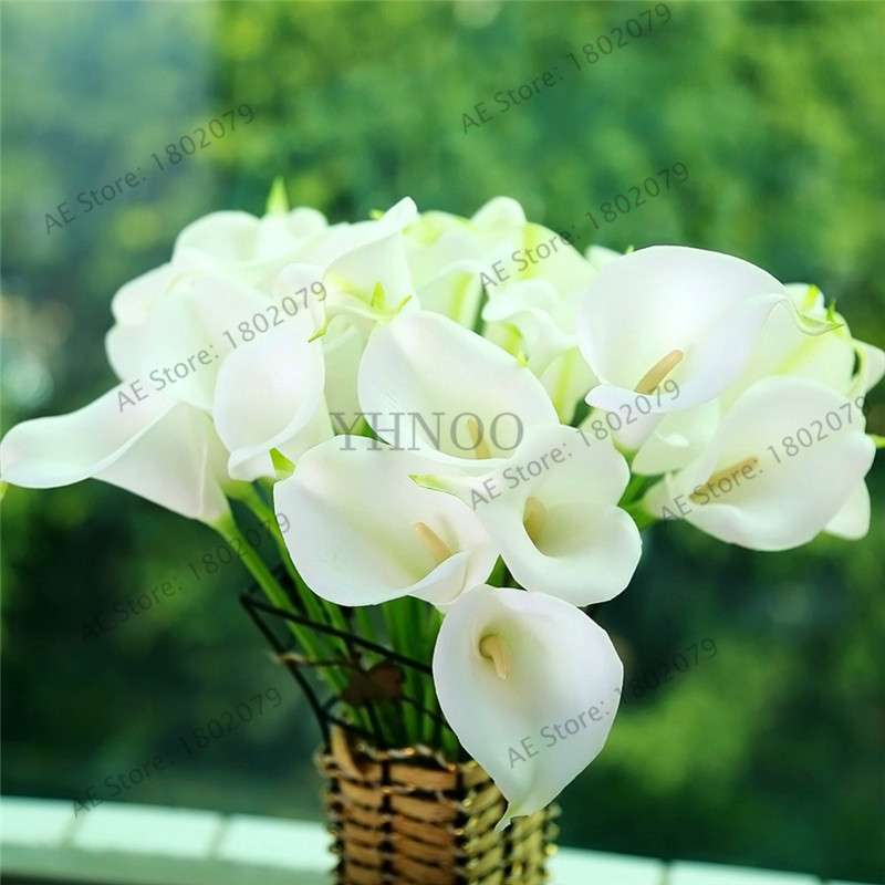 Rare Mixed Color Calla Lily Seeds - Beautiful Bonsai Flowers for Home Garden & Backyard Planting