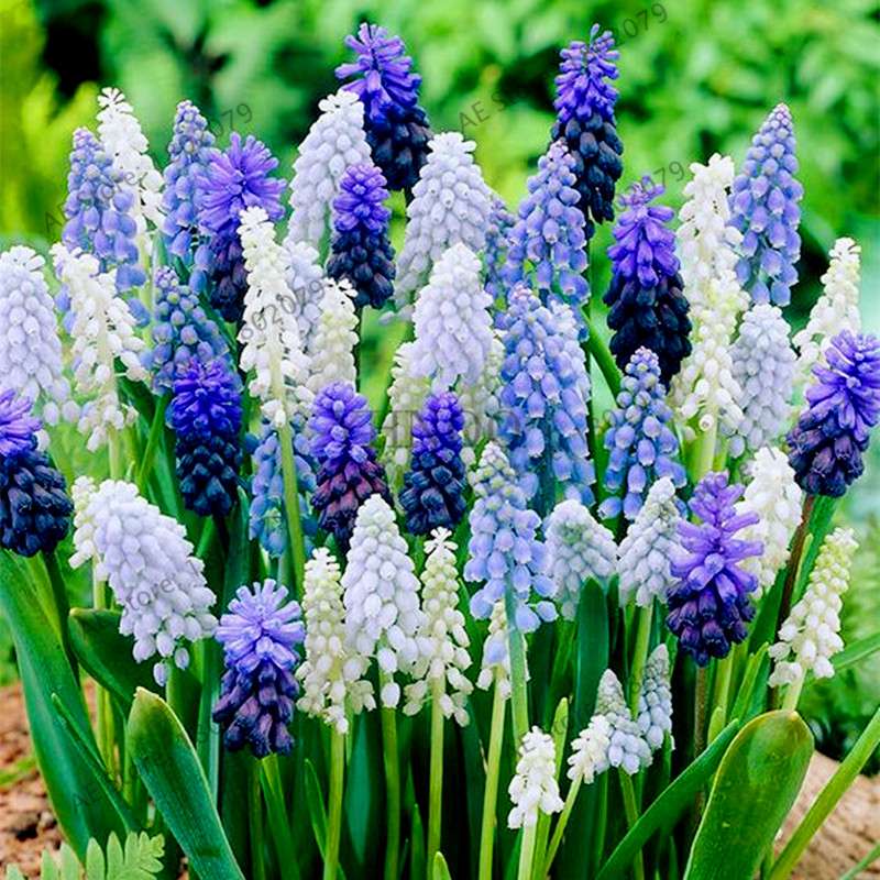 Hyacinth Seeds for Planting - Fragrant Potted Bonsai Flowers, Home Garden Blooming Bulbs