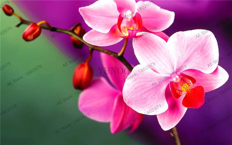 Rare Mixed Color Butterfly Orchid Seeds - Beautiful Bonsai Balcony Flowers for Garden Planting