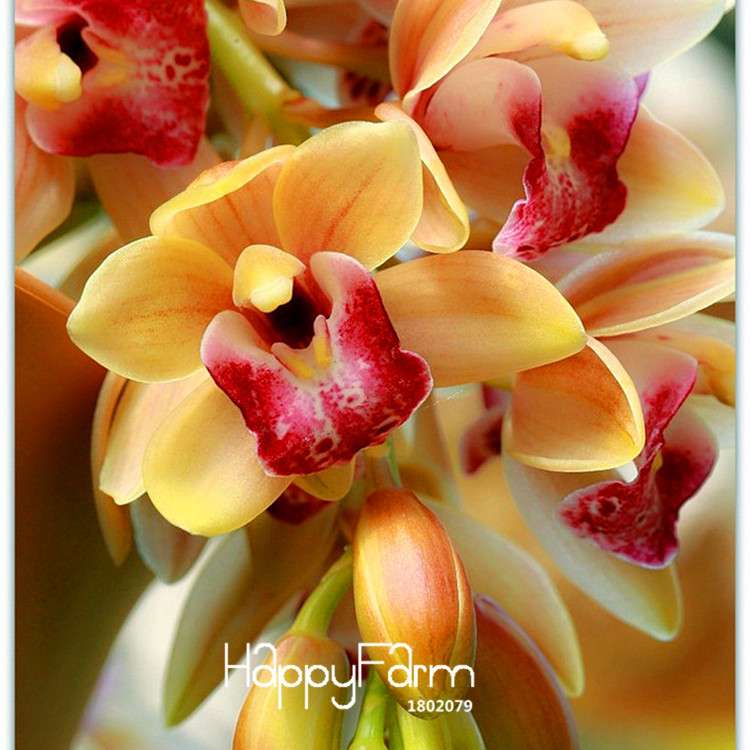 Yellow Cymbidium Faberi Orchid Seeds - Rare Pack for Potted Plants & Home Gardening