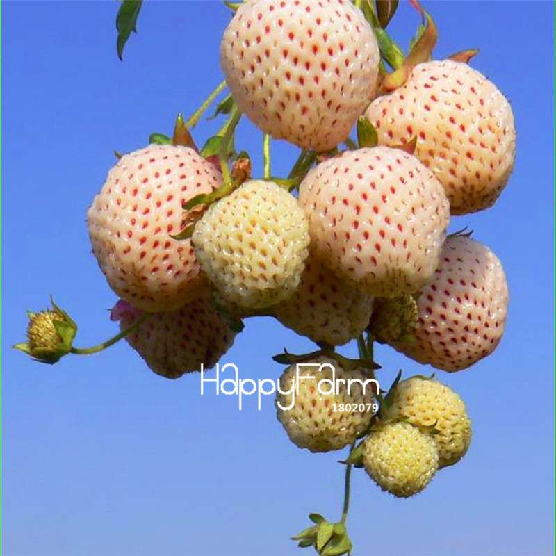 Rare White Strawberry Seeds - Sweet Home Garden Fruit, Year-Round Planting, Non-GMO