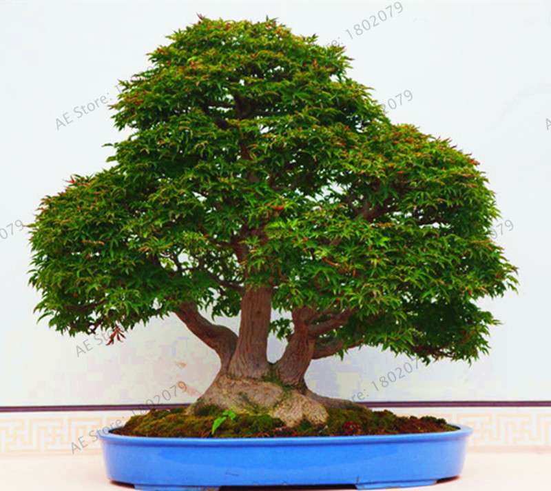 Premium Japanese Red Maple Bonsai Seeds - Gorgeous Indoor Home Tree - Fast US Shipping