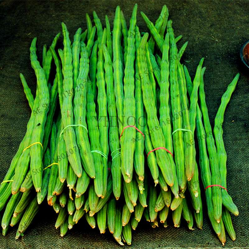 Moringa Seeds for Planting - Organic Moringa Oleifera Tree, Edible Drumstick Bonsai for Home Garden