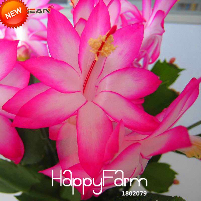 24 Color Rare Schlumbergera Bonsai Seeds - | Unique Truncatus Flower Seeds for Planting