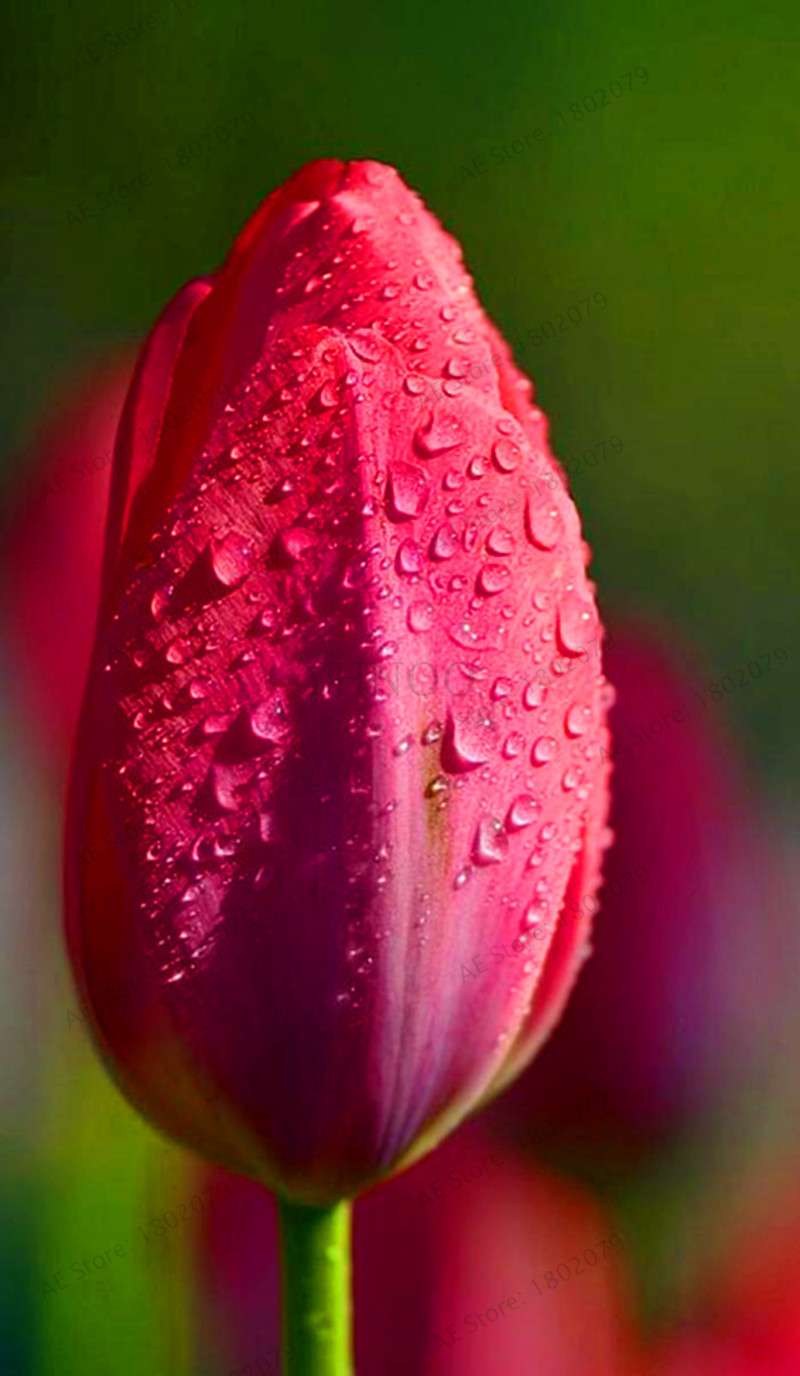 Rare Tulip Seeds - Beautiful Perennial Bonsai Flowers for Home & Garden Planting