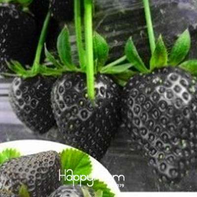 Black Strawberry Seeds - Sweet Bonsai Fruit Plants for Home & Garden Planting