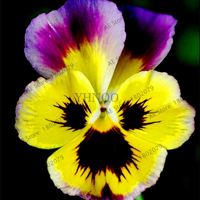 24 Colors Wavy Pansy Seeds - Viola Tricolor for Indoor Bonsai & Home Garden Planting