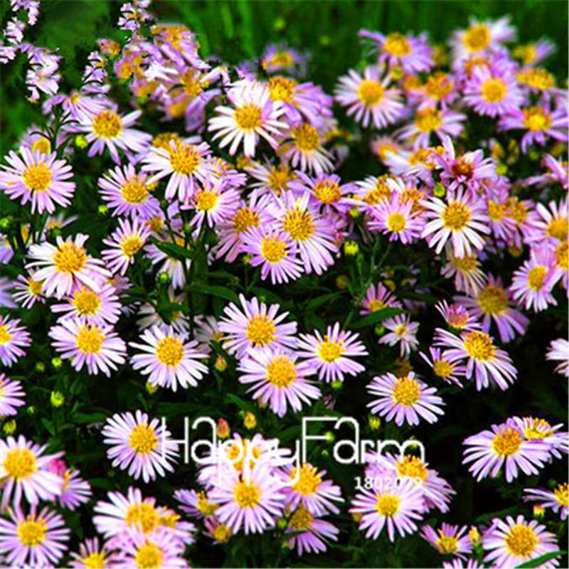 Starry Flower Seeds - Easy-Grow Indoor Potted Plants for Spring & Winter | Fast Shipping