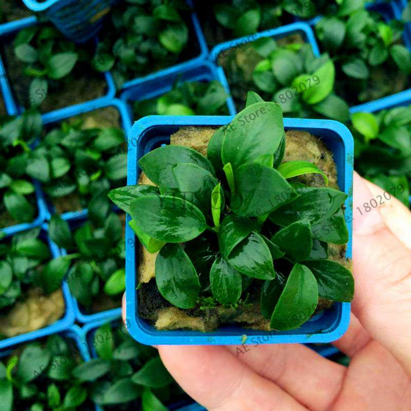 Mixed Aquarium Plants Seeds - Fish Tank Decor, Live Water Grass for Aquatic Plant Lovers