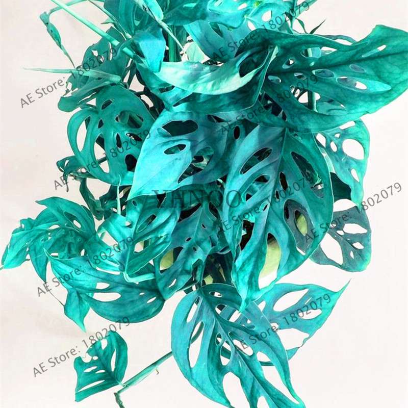 2025 Rare Palm Turtle Leaf Monstera Seeds - Home Bonsai & Perennial Plants, Mixed Foliage Flowers