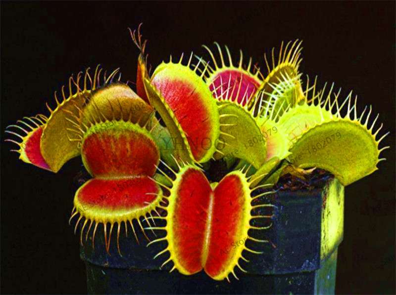 Flytrap Seeds - Carnivorous Dionaea Muscipula for Bonsai & Garden | Fast-Growing Potted Plant