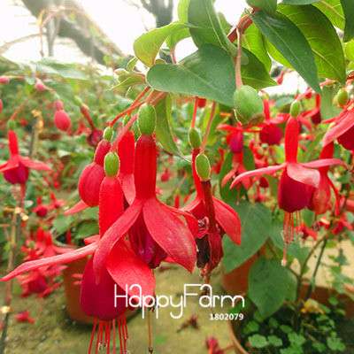 White Fuchsia Flower Seeds - Vibrant Hanging Potted Plants for Home & Garden | Fast-Growing